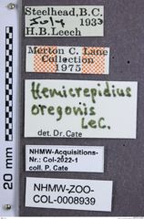 Etiketten zu Hemicrepidius pallidipennis  (NHMW-ZOO-COL-0008939)